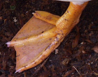bigfoot.jpg (34596 bytes)