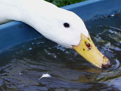 cleaning_beak.jpg (13204 bytes)