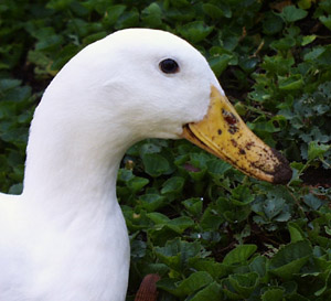 dirty_beak.jpg (34434 bytes)