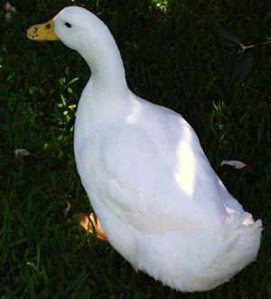 from_above.jpg (34682 bytes)