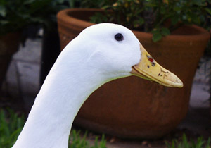 head.jpg (20407 bytes)