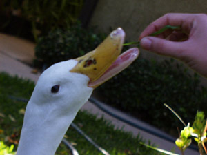 openbeak.jpg (26546 bytes)