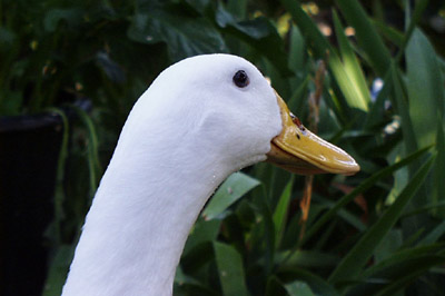 shiny_beak.jpg (30649 bytes)
