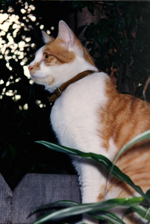 still.jpg (136036 bytes)