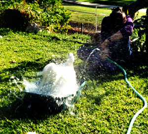 w1.jpg (154304 bytes)