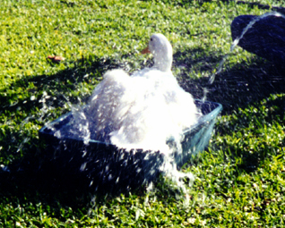 w4.jpg (137665 bytes)